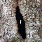 From a giant’s dream