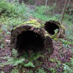 Big Frog Mountain’s rebirth