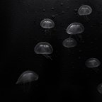 Restless Jellyfish