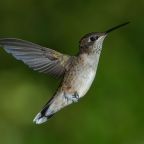 In the spectrum of the isolated