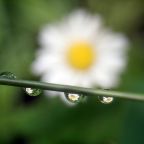 Raindrop