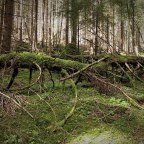 Interdependence of dignity