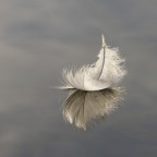 a flowing feather