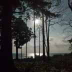 a forest moon (after The Cure)