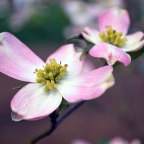 Winter Rain to Spring Showers